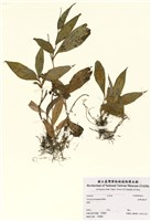 藏品(臺灣油點草)的圖片